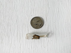Real Mink Bone Specimen in Tiny Glass Cork Vial Sealed with Wax