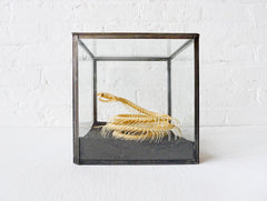 30% SALE Too Late to Save the Baby Cobra Skeleton Preserved in Glass Display Box with Baby Doll