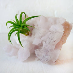 Air Plant Crystal Garden on Pale Pink Calcite Cluster