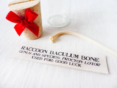 Raccoon Baculum Bone in Cork Vial With Red Bow
