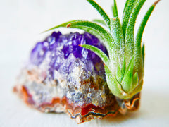 Amethyst Crystal Rock w/ BABY Air Plant PUP - Growing Garden