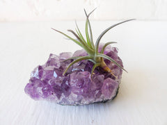 Purple Leaf Air Plant Garden Amethyst Crystal Rock