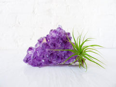 Deep Purple Air Plant Garden Amethyst Crystal