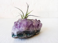 Purple Leaf Air Plant Garden Amethyst Crystal Rock