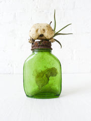 20% SALE - Burrowing Owl Skull Vintage Medicine Bottle - Air Plant - Antique Ink Collection
