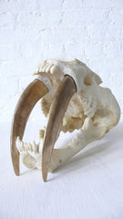Large Saber Tooth Tiger Skull Airbrushed in 24k Gold