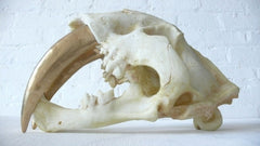 Large Saber Tooth Tiger Skull Airbrushed in 24k Gold