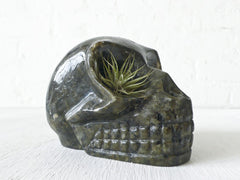 15% SALE Giant Labradorite Skull "One Eyed Willie" with Live Air Plant