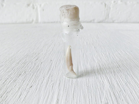 Real Mink Tooth Specimen in Tiny Glass Cork Vial Sealed with Wax