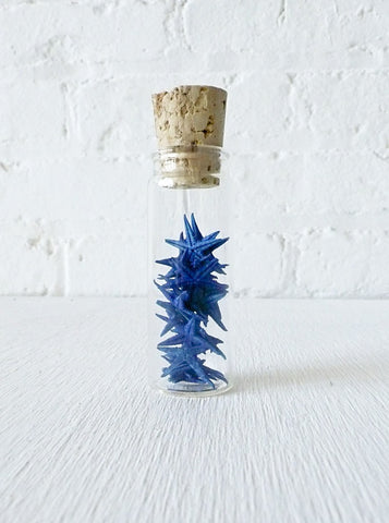 20 Blue Starfish Specimens in Glass Cork Vial