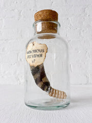 Venomous Rattle Snake Specimen in Cork Jar