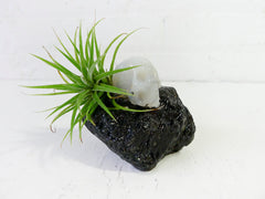 Crystal Agate Skull on Tektite Rock with Air Plant Garden