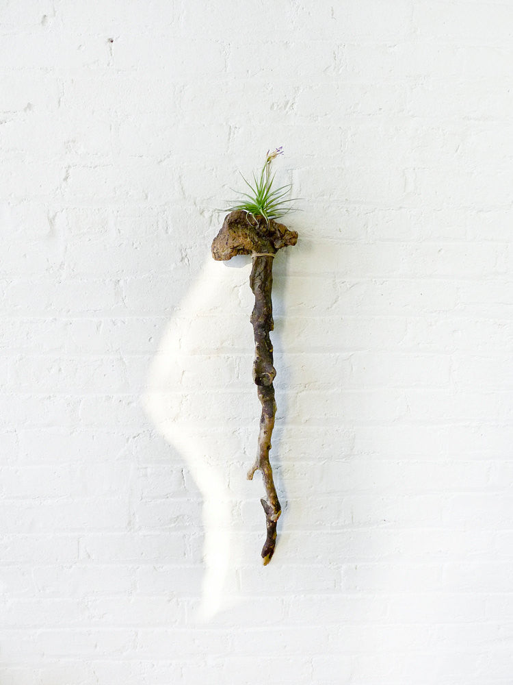 10% SALE LARGE Driftwood Cane Air Plant Wall Hanger