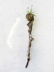 10% SALE LARGE Driftwood Cane Air Plant Wall Hanger