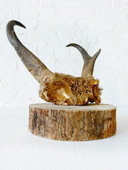 45% SALE 24k Gold Skull Plate of an Antelope Pronghorn on Birch Wood