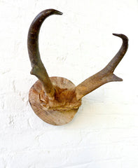 45% SALE 24k Gold Skull Plate of an Antelope Pronghorn on Birch Wood