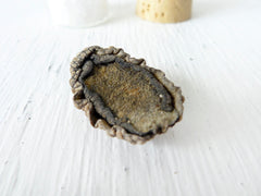 Real Sea Slug Specimen Perserved in Sea Salt in Glass Cork Vial