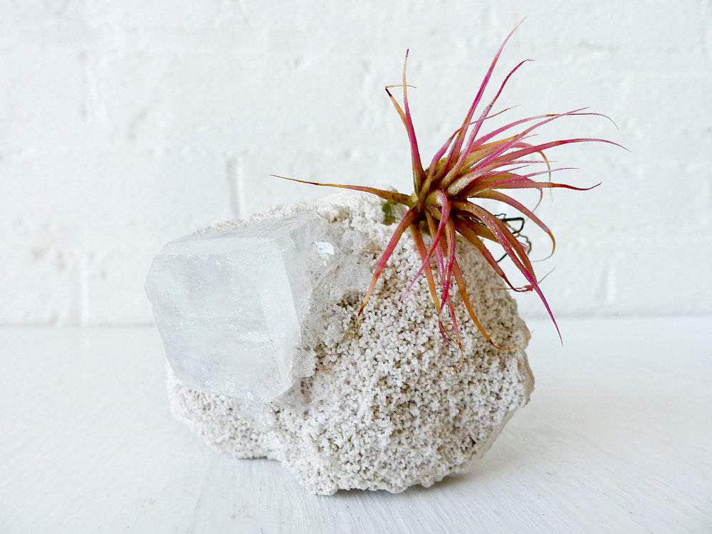 Air Plant Crystal Garden Space Square India Mineral Island with Pink Plant