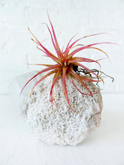 Air Plant Crystal Garden Space Square India Mineral Island with Pink Plant