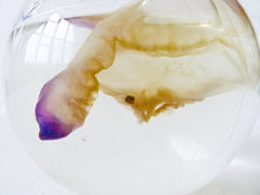 Science Beaker Man-O-War Jellyfish