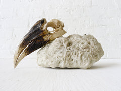 Real White HornBill Bird Skull Nested on Matrix of Tourmaline Quartz Mica