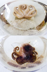 10% SALE Sea Witch Octopus Specimen Bed of Quartz Crystals in Science Beaker