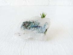 Little Blue Green Spectacular Druze Island with Air Plant Pup Garden