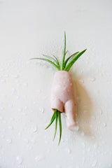10% SALE My Lil Magnet - Air Plant Garden Growing from Antique German Bisque