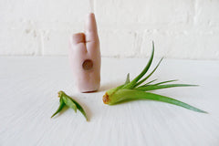 10% SALE My Lil Magnet - Air Plant Garden Growing from Antique German Bisque