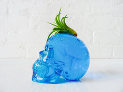 Carved Blue Obsidian Skull with Live Air Plant Mohawk