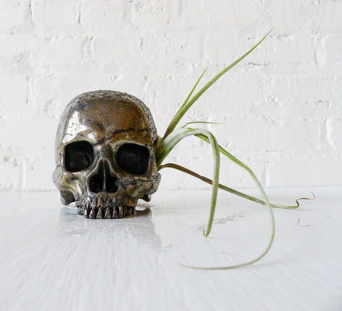 Goonie Gold Skull Pyrite Carved Crystal Life Size Air Plant Garden
