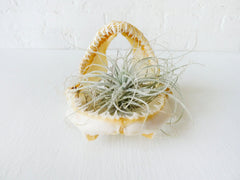 Real Shark Jaw and Teeth Air Plant Garden