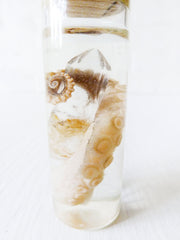 Real Octopus Specimen In Glass Vial With Cork Top and Crystal Quartz Piece