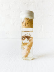 Real Octopus Specimen In Glass Vial With Cork Top and Crystal Quartz Piece