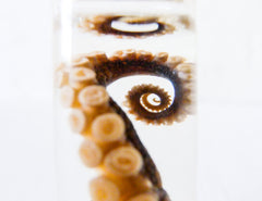 Tiny Octopus Tentacle Specimen In Glass Vial With Cork Top