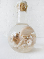 LARGE Sea Witch Octopus Specimen Bed of Quartz in Crystal Science Beaker