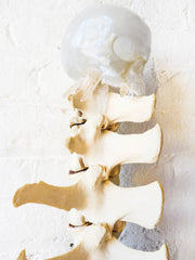 SpinalTap Crystal Skull Spine with Pokal Skull