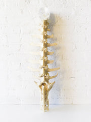 SpinalTap Crystal Skull Spine with Pokal Skull