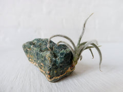 10% SALE Thin Fuzzy Air Plant on Natural Spotted Jasper Mineral