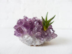 Baby Spiky Air Plant Pup Amethyst Crystal Rock Garden Shiny Druze Geode Purple Stone