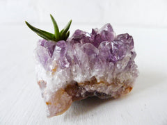 Baby Spiky Air Plant Pup Amethyst Crystal Rock Garden Shiny Druze Geode Purple Stone