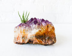 Amethyst Citrine Air Plant Garden with Chunky Druze Points