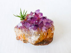 Amethyst Citrine Air Plant Garden with Chunky Druze Points