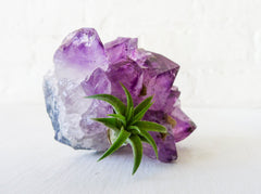 Amethyst Air Plant Crystal Garden Chunky Druze Points with Pup Plant
