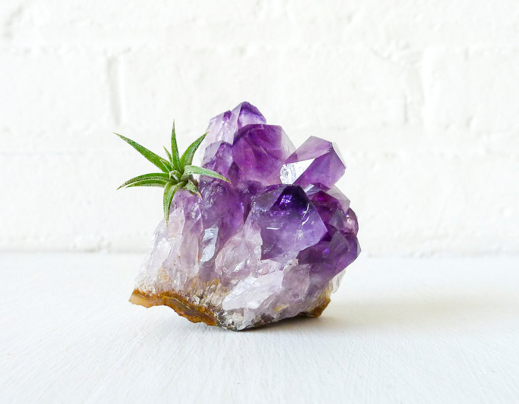 Amethyst Air Plant Garden Chunky Druze Points Spikey Plant Mineral Stone Terrarium