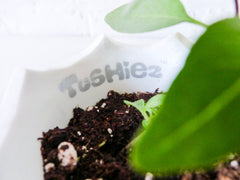 Tushiez Spring Planter 5 INCH size - Cute Garden Planter in Black or White