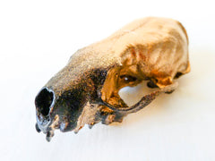 24K Gold Ombre Mink Skull - One of a Kind Science Specimen - Real Taxidermy